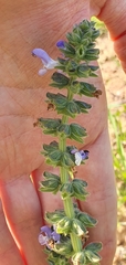 Salvia