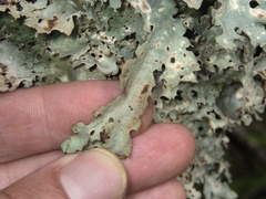 Sticta subcaperata