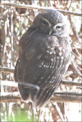 Athene superciliaris