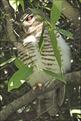 Athene superciliaris