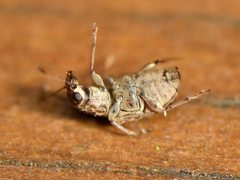 Cacephatus