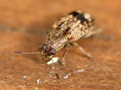 Cacephatus