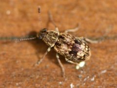 Cacephatus