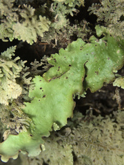 Sticta subcaperata