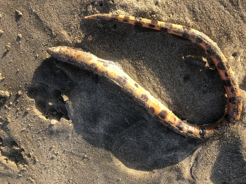 Pacific snake eel (Ophichthus triserialis) — Ophichthidae — 3