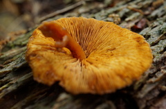 Gymnopilus liquiritiae