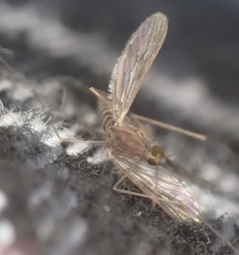 Common malaria mosquito photo 4