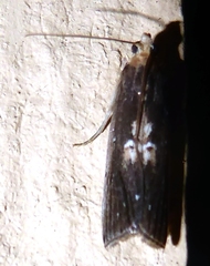 Pempelia morosalis