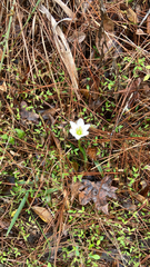 Zephyranthes atamasco