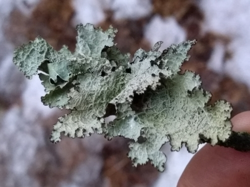 Crumpled Rag Lichen