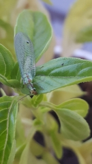 Chrysopa coloradensis