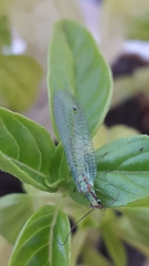 Chrysopa coloradensis