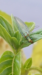 Chrysopa coloradensis