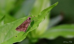 Cymaenes odilia