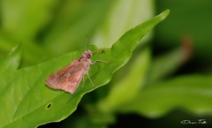 Cymaenes odilia
