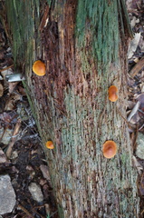 Gymnopilus liquiritiae