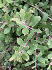 Arctostaphylos × media