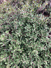 Arctostaphylos × media