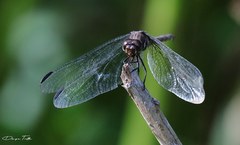 Orthemis ambinigra
