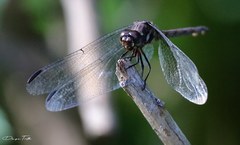 Orthemis ambinigra