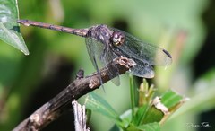 Orthemis ambinigra