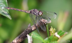 Orthemis ambinigra