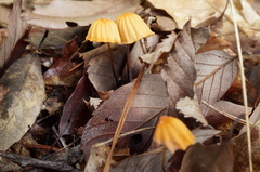 Marasmius pulcherripes