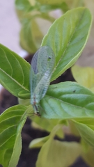 Chrysopa coloradensis