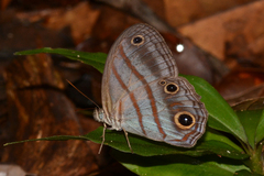 Magneuptychia analis
