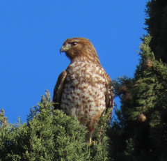 Buteo lineatus