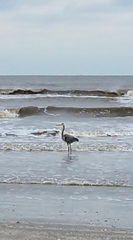 Ardea herodias