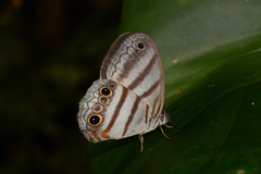 Magneuptychia fugitiva
