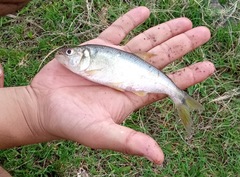 Oligosarcus jenynsii