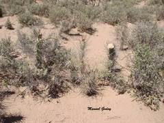 Tephrocactus aoracanthus