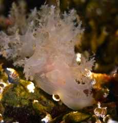 Dendronotus lacteus