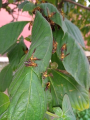 Polybia chrysothorax