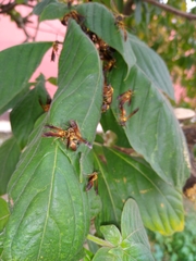 Polybia chrysothorax