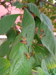 Polybia chrysothorax