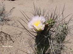 Tephrocactus aoracanthus