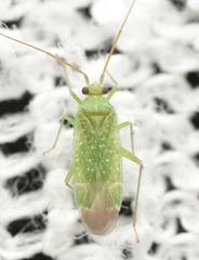 Orthotylus flavosparsus