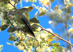 Spinus psaltria
