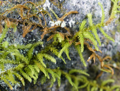 Claopodium bolanderi