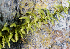 Claopodium bolanderi
