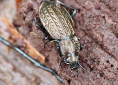 Carabus granulatus