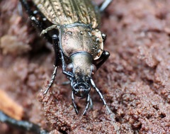 Carabus granulatus