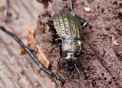 Carabus granulatus