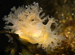 Dendronotus lacteus
