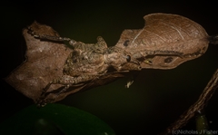 Eurychirus bituberculatus