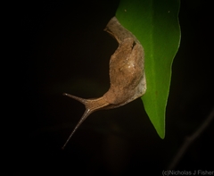 Cucullarion parkini