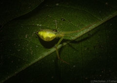 Miagrammopes flavus